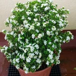 All Time Dwarf Madhu kamini Flower plant For Home Garden/Kamini Flower Plant (Hybrid)-image-16