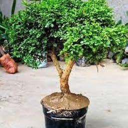 Small original indoor plants for home decor big size,Kamini plant (Pack of 1)-image-70