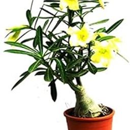 Mphmi Plants Amazingplant Adenium Yellow Desire(Grafted) - Adenium Lemon Ice, Adenium Obesum, Desert Rose Plant-image-94