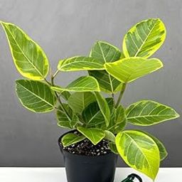 GREEN TREE NURSERY Ficus Benghalensis Variegata, Banyan Variegated - Plant white/black pot pack of 1-image-7