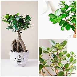 ATIRDA China Bot Plant | Live Home Indoor & Bonsai Plant/Tree | Ficus Microcarpa Live Plant | High Packing Quality Secure, China Bot Plant Pack of 1-image-33