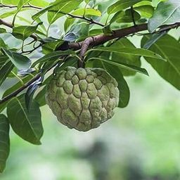 Mphmi Live Plants Outdoor Annona Squamosa, Sita Phal (Grown through seeds) - Plant-picture-12