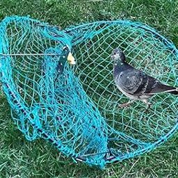 Alemon 12ââ‚¬Å“ Bird, Pigeon, Quail Humane Live Trap Hunting Bird Trap, with Trap Installation Instruction-image-46