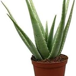 Oyeboy Aloe vera Medicinal live Plant with Black Nursery black pot free-image-62