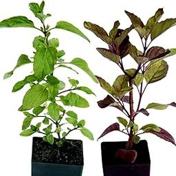 Charming Gronhus Live Tulsi Plant Indoor Plant For Home and Garden with Pot (Black & Green Combo Pack of 2)-image-47