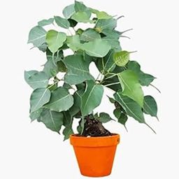 Peepal Plant || Peepal Tree Plant (Use Plant For Pooja) Peepal Ficus Religiosa Live Sapling Plant (Hybrid, Pack of 1)-image-29