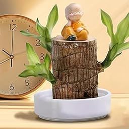 Organic Flora Brazillian Lucky Wood Potted Plant, Healthy Indoor Plant, Live Lucky Brazilian Wood Plant for Living Room, Feng Shui Plant Enhance Your Indoor (1Plant + 1 Monk + 1 Pot)-image-7