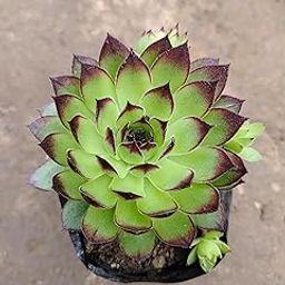live Laxmi Kamal Plant: A Symbol of Prosperity, Beauty, and Positivity " healthy plant with pot for home and Outdoor-image-63