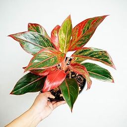 Live Aglaonema Red Lipstick Plant, Natural Live Indoor Plant with (7.5 cm Black plastick Pot)| Healthy Live Plant | For Home Gardaning, Office, Livingroom, Bedroom, Garden Decor (Pack of 1) A_3-image-91