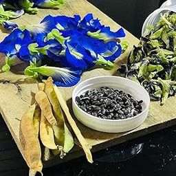 Butterfly Pea Flower Seeds for Gardening | Blue Shankupushpam/Aparajitha/Sangu Poo/Clitoria ternatae (Pack of 25)-image-37