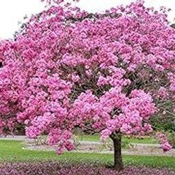 Green World Tabebuia avalanda/Pink Tabebuia/Deep Pink Tahebuia tree seeds for gardening & farming (10 gms seeds pack)-image-2
