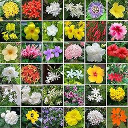 Indian Gardens - All Types Of Flowering Plant Combo Live Plant In Poly Bag (Pack Of 10)…-image-98