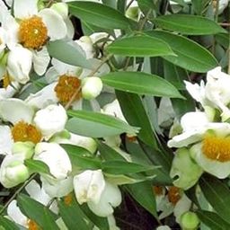 Kapebonavista® Mesua Ferrea Living Plant Nagakesara in Poly Bag (Green, Standard Size)-image-18