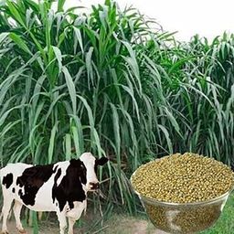Original Hybrid Bajra Seeds Pearl Millet Bird Food and Animal Fodder for Cow Milk Boost and Rural Agricultural Use Pack of 1 KGg-95