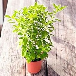 Ayurvedic Tulsi Live Plant with Pot Holy Basil Plant Tulsi Pooja Plant Rama Tulsi for Home Garden with 4 Inches Pot-picture-26