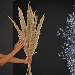 Sorcish Natural Off-White Pampas Grass , Large, Natural Dried 6 Stick 25 inch Size-image-39