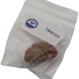 Dharmsaar Natural 1 Mukhi Rudraksha GOL Dana,Original Kaju Dana Lab Certified Nepali Small Size Sealed Pack Box,One Mukhi Rudraksha Half Moon Shape Men Women Brown Color(2.48 g)-picture-3