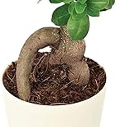 Sow Root Live Plants | Bonsai Live Plants | Ginseng Live Plant | Ficus Ginseng Real Bonsai Plant Tree For Indoor Home & Office Decor Corporate Gift |Air Purifier, 5 Years Old| With Eco Friendly Pot-image-34
