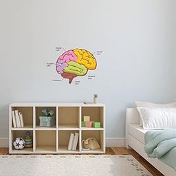 Wallzone Brain Parts Large Vinyl Wallsticker for Home Decoration ( 80 cm x 53 cm)-image-47