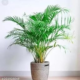 Areca Palm Tree Live Plant Best Indoor air Purifying Plant(Not Include Pot Pack of 1)-image-0