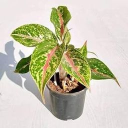 Mphmi Nurseryplant Aglaonema Butterfly Manis - Plant-picture-15