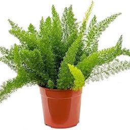 Garden Art Bushy Evergreen Live Plant With Plastic Pot | For Home, Office, Garden & Landscape | Pack of 1 | Asparagus Densiflorus-image-8