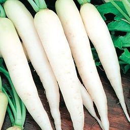 GARDENIFY INDIA RADISH WHITE HYBRID (200 SEEDS/PACKET)-image-5