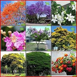 Creative Farmer Seeds For Garden Combo Tree Seeds : Blue Jacaranda, Flame Tree, Orange Jasmine, Queen Crape Myrtle, Peltophorum, Coco Tamarind, Himalayan Cherry, Golden Dewdrop, White Sage Kitchen Garden Pack-6