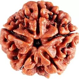 5 mukhi Rudraksha Natural bead & Certified | Astrological 5 Mukhi/Faced Rudraksha bead Unisex Both for Men & Womenx14-picture-22