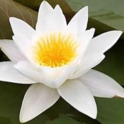 Water Lily Bulb - Vibrant Aquatic Plant for Stunning Pond and Garden Views (pack of 3)-image-3