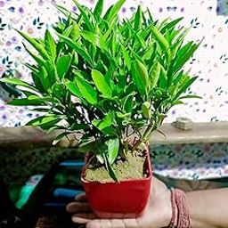 Bigreen Sukh-Shanti Live Plant | Vastu Plant for Positive Energy & Peace | Ideal for Home & Office Décor | Air Purifying Indoor Plant for Good Luck & Harmony | Low Maintenance Feng Shui Plant-image-55