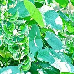 Broad Beans/AVARAKAI Seeds Best for Home and Terrace Garden 15 Seeds-image-52