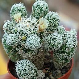 M.D. FARM AND NURSERY|Live Mammillaria vetula Cactus with pot.-picture-32
