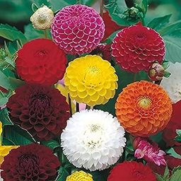 SEEDERRA Dahlia Flower Seeds (Multicolour, Pack of 50)-image-29