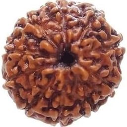 KALPKART Natural 10 Mukhi Rudraksha Original Certified Lab Test & X-ray Report Certified Rudraksha for Men and Women-picture-32