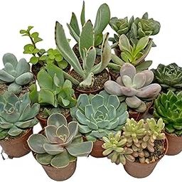 Succulent Starter Plant Collection Indoor Cacti Houseplants seeds-image-66