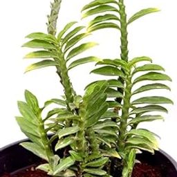EverSneh Real Live Rare Plant Devil'S Backbone Green Indoor Low Light Plant Live Gardening Home Decoration Hanging Basket (Healthy Plant)-picture-18