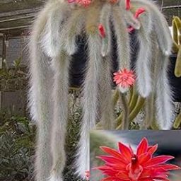 Earth Hopper All Seasons Monkey Tail Cactus Seeds - 35+ Seeds Pack-image-95