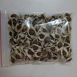 FarmCrane, Drumstick/Sajna Moringa oleifera High Yielding Dwarf Variety Plant Seeds - Pack of 50 Seeds-22