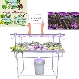 City Greens PAR Spectrum 40 Planter Indoor Hydroponic Kit for Home, Offices and Small Spaces | 5 PAR Spectrum (Coloured Lights) - Smart Farming.-4