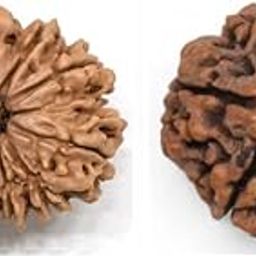 WorldwideGem Barah Mukhi Rudraksha Traditional 12 Mukhi Rudraksha with Free 5 Mukhi Rudraksha Bara Mukhi Rudraksha 12 Face Rudraksha Surya Rudraksha Precious Twelve Mukhi Rudraksha for Wearing-46