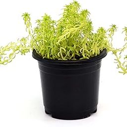 Golden Sedum/Golden Moss/Golden Glow Live Plant by Veryhom-image-31