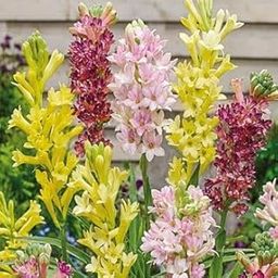 Radha Krishna Agriculture® Rajnigandha Tuberose Flower Bulbs For Garden (Pack Of 5 bulbs)-image-98