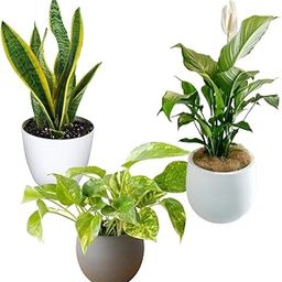 Peace lily,Money N'Joy,Sansevieria Golden Hahnii Snake Combo of 3 Indoor plants for living room bonsai | Live Plants | Plants for Home Decor |-image-100