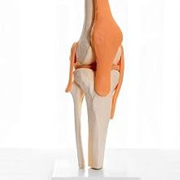 E-MEDI- Human Knee Joint with Flexible Ligaments for Anatomically Accurate (12 x 12 x 33 cm)-picture-11