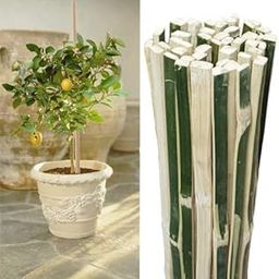 Bamboo Sticks for Live Plant Support (PACK OF 15) Height 3 Feet (90CM) Long/Climbers Support for Live Plant 36 inches / 90 cm-8