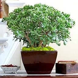 Cloud Farm Crassula Ovata, Jade Succulent Big Leaf Lucky Feng Shui Indoor House and Office Plant CF_63-image-97