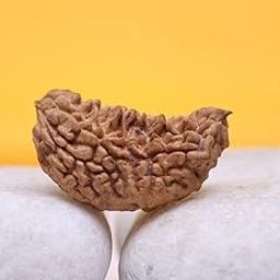 Royal Gems Ek Mukhi Kaju Dana Shiva Rudraksha Natural Half Moon Shape One Faced 1 Mukhi Rudraksha Original Certified Real Eka Mukhi Nepali Bead 1 मुखी रुद्राक्ष ओरिजिनल एकमुखी रुद्राक्ष-picture-17