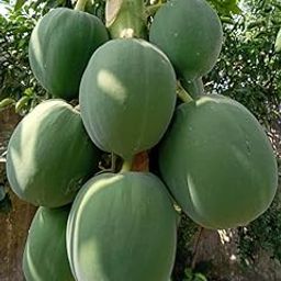 Hybrid papaya seeds for home garden Pack Of 700-image-42