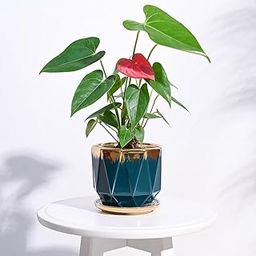 UGAOO Prism Ceramic Pot |Indoor Ceramic Planter for Home, Office, Garden, Balcony - Dark Teal (5 Inch)-image-74